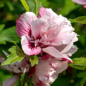 Garten-Hibiscus Lady Stanley - Hibiscus syriacus