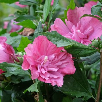Garten-Hibiscus Magenta Chiffon - Hibiscus syriacus Garten-Hibiscus Magenta Chiffon - Hibiscus syriacus
