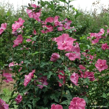 Garten-Hibiscus Pompei - Hibiscus syriacus