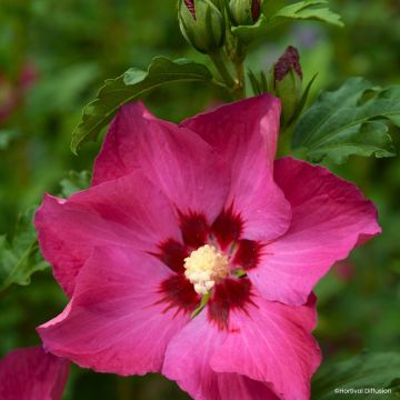 Garten-Hibiscus Sup’Bridge - Hibiscus syriacus