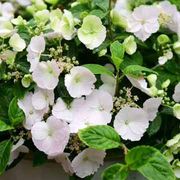 Hydrangea Runaway Bride - Girlanden-Hortensie