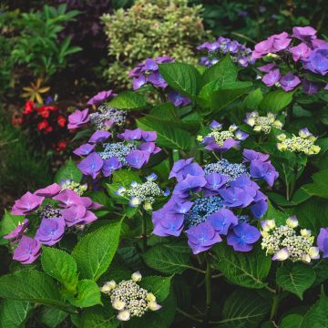 Hydrangea macrophylla Blaumeise - Bauernhortensie