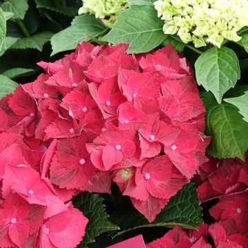 Hydrangea macrophylla Magical Ruby Tuesday - Bauernhortensie
