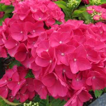 Hydrangea macrophylla Rebellion Dark Pink Love - Bauernhortensie