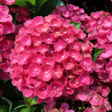 Hydrangea macrophylla Rebellion Ferrari Love - Bauernhortensie