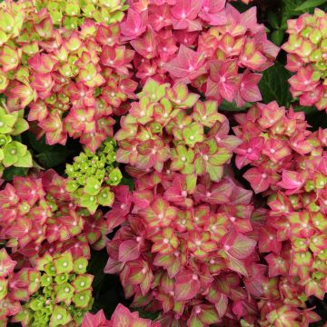 Hydrangea macrophylla Rebellion Red Love - Bauernhortensie