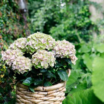 Hydrangea macrophylla Rembrandt Bella Pesche - Bauernhortensie