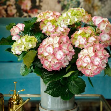 Hydrangea macrophylla Rembrandt Dolce Chic - Bauernhortensie