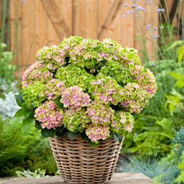 Hydrangea macrophylla Rembrandt Vibrant Verde - Bauernhortensie