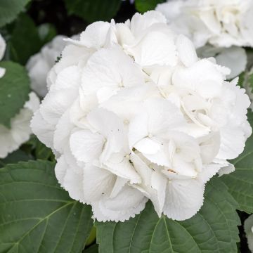 Hydrangea macrophylla Schneeball - Bauernhortensie