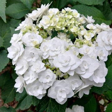 Hydrangea macrophylla Wedding Gown - Bauernhortensie Hydrangea macrophylla Wedding Gown - Bauernhortensie