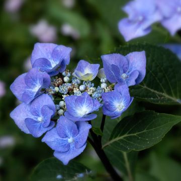 Hydrangea macrophylla Zorro Blue - Bauernhortensie Hydrangea macrophylla Zorro Blue - Bauernhortensie
