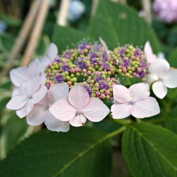 Hortensia Serrata Princesse Eugénie