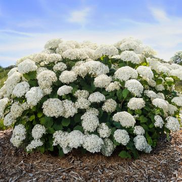 Schneeballhortensie FlowerWOW - Hydrangea arborescens Schneeballhortensie FlowerWOW - Hydrangea arborescens