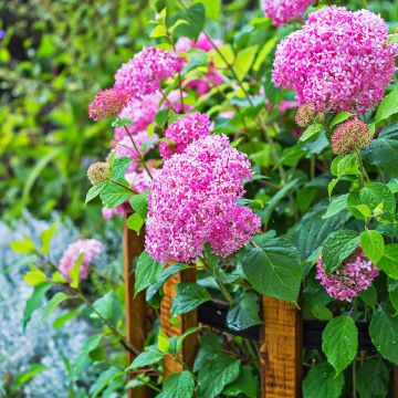 Schneeballhortensie Pink Annabelle - Hydrangea arborescens Schneeballhortensie Pink Annabelle - Hydrangea arborescens