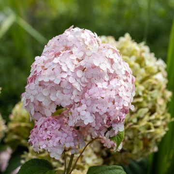 Schneeballhortensie Stand up Pink - Hortensia arborescens