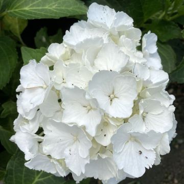 Hydrangea macrophylla Nymphe - Bauernhortensie