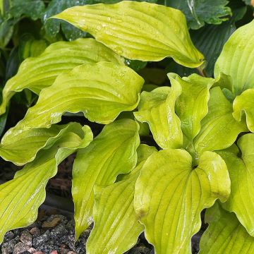 Hosta Flemish Gold - Garten-Funkie