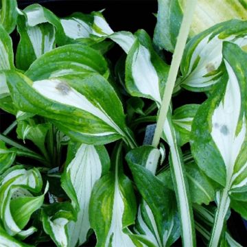 Hosta undulata var univittata Hosta undulata var univittata