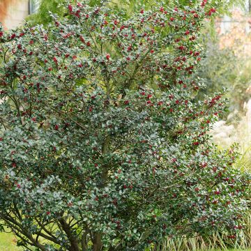 Stechpalme Alaska - Ilex aquifolium