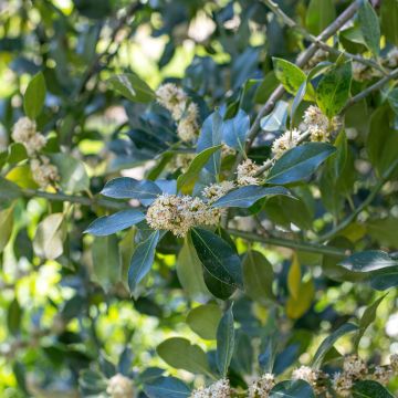 Stechpalme Nellie R. Stevens - Ilex