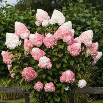 Rispenhortensie Living Pink & Rose  - Hydrangea paniculata