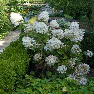 Rispenhortensie Phantom - Hydrangea paniculata