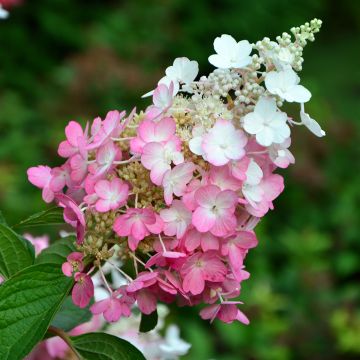 Rispenhortensie Pinky Winky - Hydrangea paniculata Rispenhortensie Pinky Winky - Hydrangea paniculata