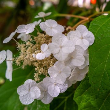Hydrangea quercifolia Ice Crystal - Hortensia à feuilles de chêne Hydrangea quercifolia Ice Crystal - Hortensia à feuilles de chêne