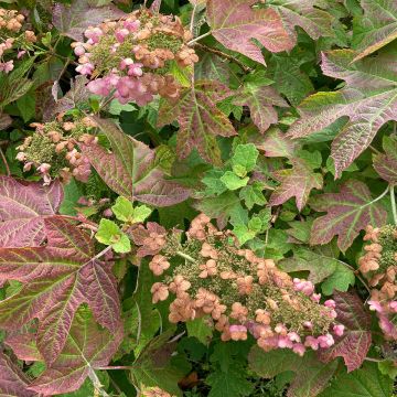 Eichenblatt-Hortensie Ruby Slippers - Hydrangea quercifolia