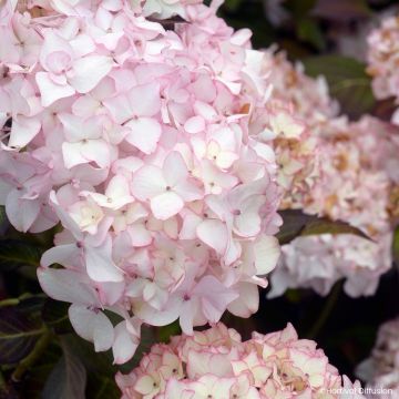 Hydrangea macrophylla Dolce France - Bauernhortensie