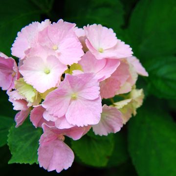 Hydrangea macrophylla Everbloom® Pink Wonder - Bauernhortensie Hydrangea macrophylla Everbloom® Pink Wonder - Bauernhortensie