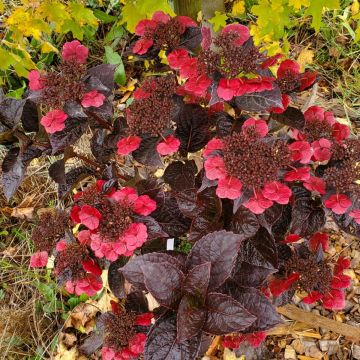 Hydrangea serrata Choco Cherry - Tellerhortensie