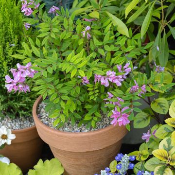 Indigofera heterantha - Himalaya -Indigostrauch