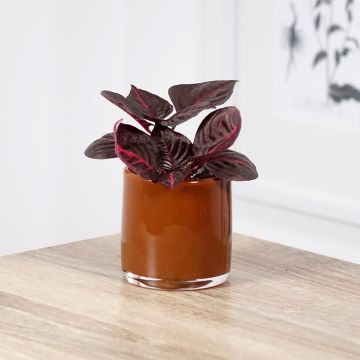 Iresine herbstii Bloodleaf - Blutblatt