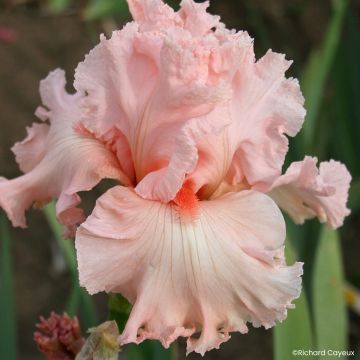 Iris Happenstance - Schwertlilie