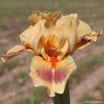 Iris germanica Jive - Iris des Jardins Lilliput