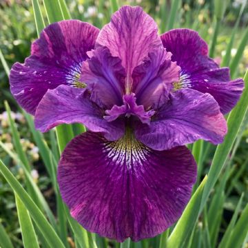 Iris sibirica Spindazzle - Sibirische Schwertlilie
