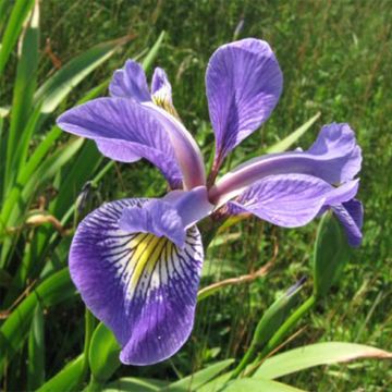 Iris versicolor Variegata - Schillernde Schwertlilie