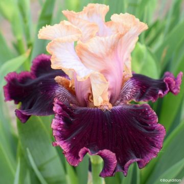 Iris Vanilla Berry - Schwertlilie