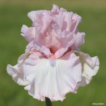 Iris Vanity Girl - Schwertlilie