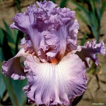 Iris Vienna Waltz - Schwertlilie