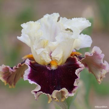 Iris When Doves Cry - Schwertlilie