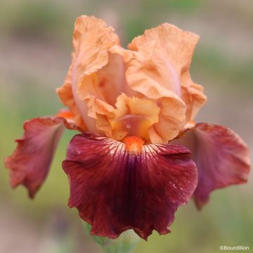 Iris germanica Apricot Toping - Iris de bordure