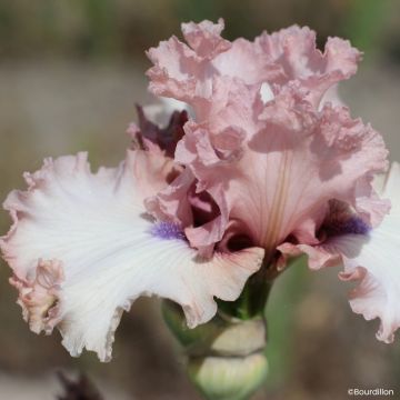 Iris Don't Stop Believing - Schwertlilie