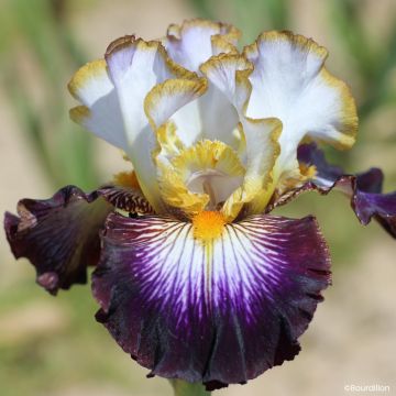 Iris Eclat de Nuit - Schwertlilie