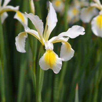 Iris ochroleuca (orientalis) - Iris des steppes
