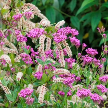 Itea virginica - Viriginische Rosmarinweide