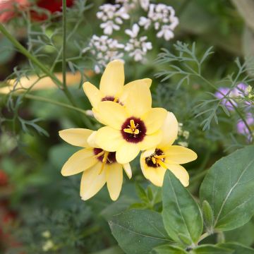 Ixia Yellow Emperor - Klebschwertel