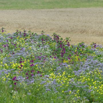 Bienenweide Tübinger